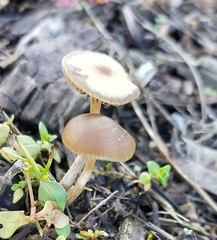 Psilocybe tasmaniana
