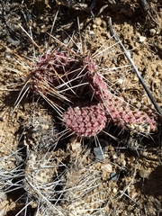 Opuntia polyacantha juniperina