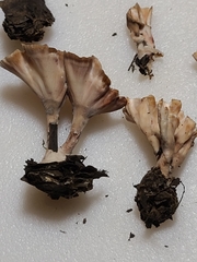 Podoscypha ravenelii