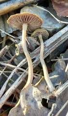 Psilocybe tasmaniana