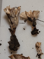 Podoscypha ravenelii