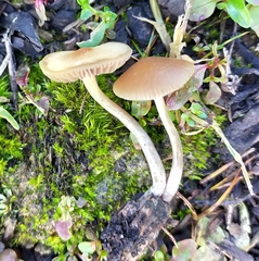 Psilocybe tasmaniana