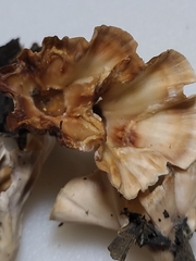 Podoscypha ravenelii