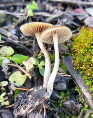 Psilocybe tasmaniana