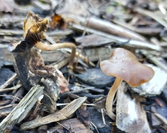 Psilocybe tasmaniana