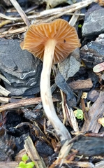 Psilocybe tasmaniana