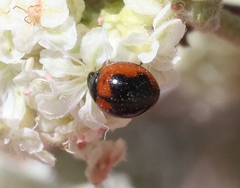 Exochomus subrotundus