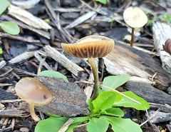 Psilocybe tasmaniana