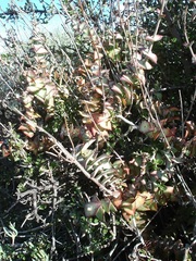 Crassula perforata perforata