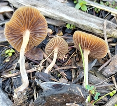 Psilocybe tasmaniana