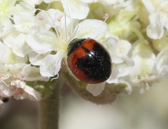 Exochomus subrotundus