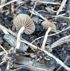 Psilocybe tasmaniana