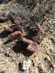 Opuntia polyacantha juniperina