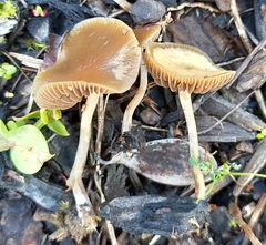 Psilocybe tasmaniana