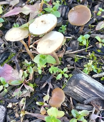 Psilocybe tasmaniana