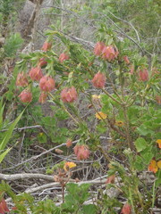 Liparia splendens splendens