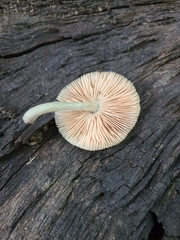 Pluteus saupei