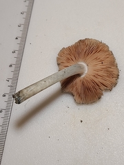 Pluteus saupei