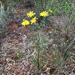 Senecio spanomerus