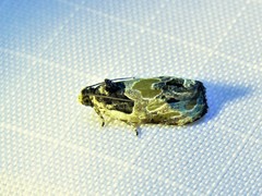 Olethreutes griseoalbana