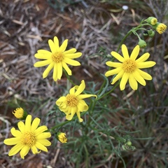 Senecio spanomerus