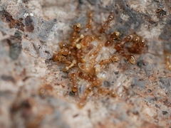 Temnothorax nitens