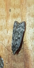 Anacampsis populella