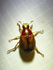 Callistethus marginatus