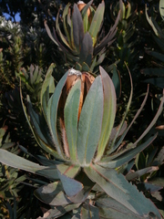 Protea coronata