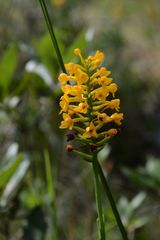 Platanthera integra