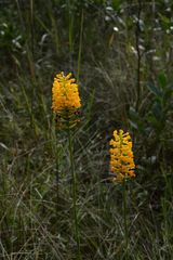 Platanthera integra