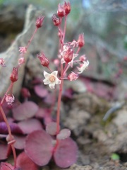 Crassula umbella