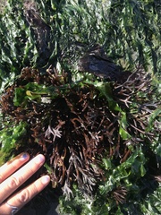 Ahnfeltiopsis linearis