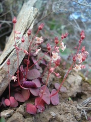 Crassula umbella