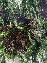 Ahnfeltiopsis linearis