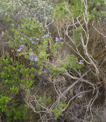 Psoralea aculeata