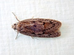Acantholena siccella