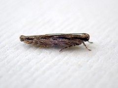 Ardozyga amblopis