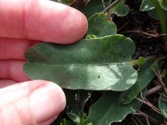 Euphorbia tuberosa