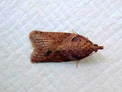 Constrictana constrictana