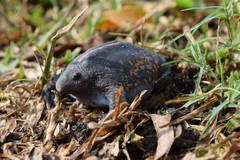 Rhinophrynus dorsalis