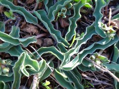 Euphorbia tuberosa