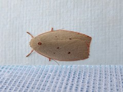 Euchaetis