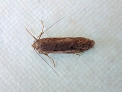 Periallactis monostropha
