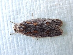 Phylomictis sarcinopa