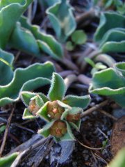Euphorbia tuberosa