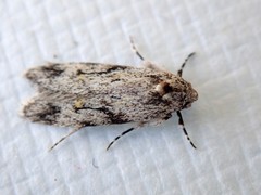 Stenoptena icmaea
