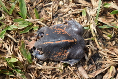 Rhinophrynus dorsalis