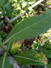 Cirsium arvense vestitum