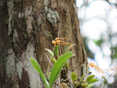 Bulbophyllum setaceum